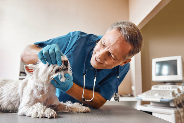 Best Emergency Treatment for Dental Infections or Abscesses in Barbourmeade, KY